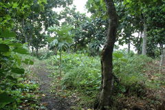 Artocarpus treculianus