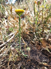 Lonas annua