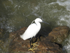 Egretta garzetta