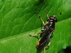 Xylota sylvarum