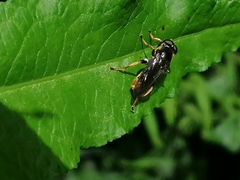 Xylota sylvarum