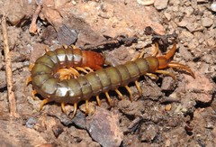 Cormocephalus brachycerus