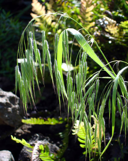 Bromus arenarius