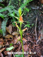Cryptostylis arachnites