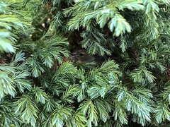 Fringilla coelebs