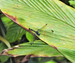 Hylaeothemis apicalis