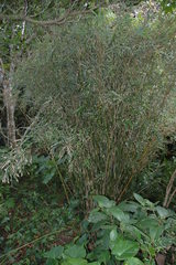 Bambusa pachinensis