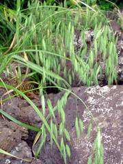 Bromus arenarius