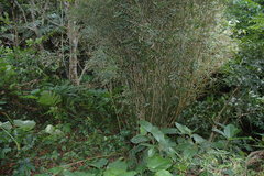 Bambusa pachinensis