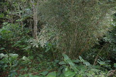 Bambusa pachinensis