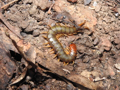 Cormocephalus brachycerus