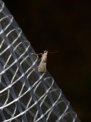 Amyelois transitella