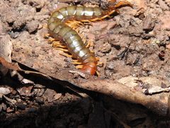 Cormocephalus brachycerus