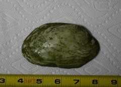 Potamilus metnecktayi