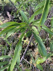 Ehretia saligna membranifolia