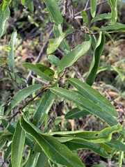 Ehretia saligna membranifolia