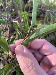 Ehretia saligna membranifolia