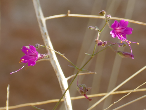 Scarlet four o'clock (Mirabilis coccinea)