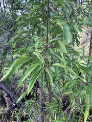 Ehretia saligna membranifolia