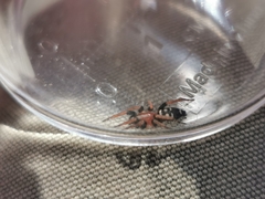 Poecilochroa variana