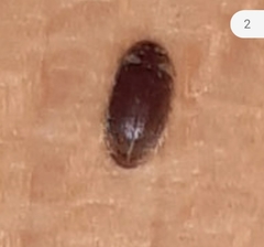Stegobium