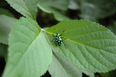 Pachyrhynchus sarcitis