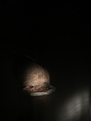 Erinaceus europaeus