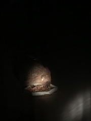 Erinaceus europaeus