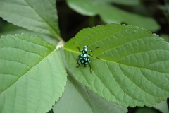 Pachyrhynchus sarcitis