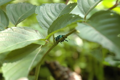 Pachyrhynchus sarcitis