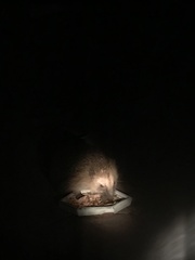 Erinaceus europaeus