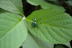 Pachyrhynchus sarcitis