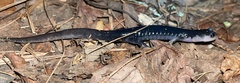 Plethodon metcalfi