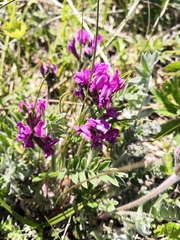 Oxytropis erecta