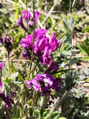 Oxytropis erecta