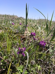 Oxytropis erecta