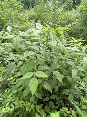 Orbexilum onobrychis