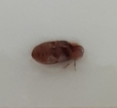 Stegobium