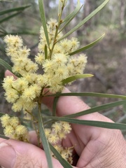 Acacia hakeoides