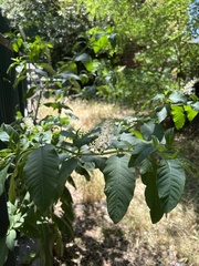 Phytolacca americana