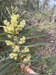 Acacia hakeoides