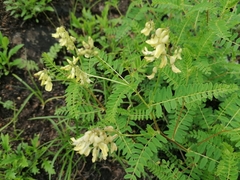 Astragalus membranaceus
