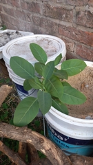 Nicotiana glauca