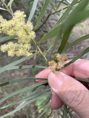 Acacia hakeoides