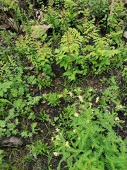 Astragalus membranaceus