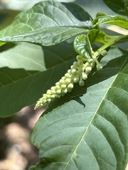 Phytolacca americana