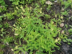 Astragalus membranaceus