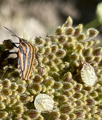 Graphosoma lineatum siciliensis