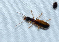 Leptotrachelus dorsalis