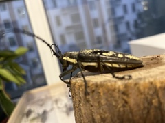 Batocera
